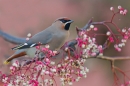 Waxwing on rowan,pink 3. Jan '19.