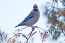 Waxwing on rowan,blue. Jan '19.