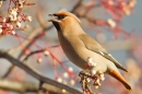 Waxwing on rowan 3. Jan '19.