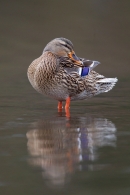 Female Mallard preening. Jan '19.