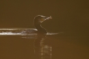 Backlit Cormorant. Jan '19.