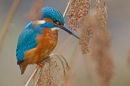 Juvenile female Kingfisher amid reed stems. Jan '19.