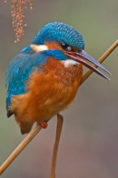 Juvenile female Kingfisher on stem,open beaked. Jan '19.