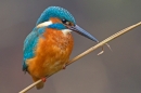 Juvenile female Kingfisher on reed stem. Jan '19.