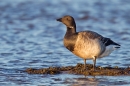 Pale Bellied Brent Goose 3. Jan '19.