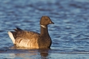 Pale Bellied Brent Goose 1 Jan '19.