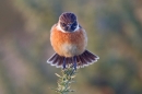 Male Stonechat,fantail. Jan '19.