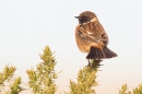 Male Stonechat on gorse 4. Jan '19.