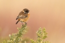 Male Stonechat on gorse. Jan '19.