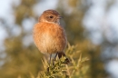 Female Stonechat on gorse. Jan '19.