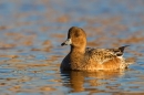 Female Wigeon 1. Jan '19.