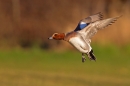 Male Wigeon in flight. Jan '19.