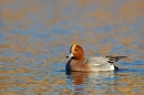 Male Wigeon. Jan '19.