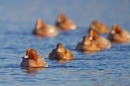 Wigeon. Jan '19.