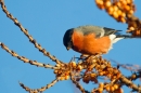 Male Bullfinch feeding. Feb '19.