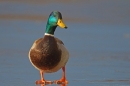 Mallard drake on ice 2. Feb '19.