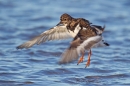 Turnstone jumping after bathing. Jan '19.