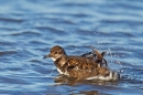 Turnstone bathing. Feb '19.