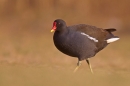 Moorhen on grass. Feb '19.