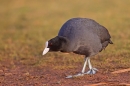 Coot feeding on grass 4. Feb '19.