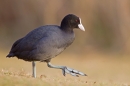 Coot striding across grass. Feb '19.