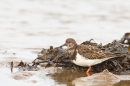 Turnstone in pool. Feb '19.