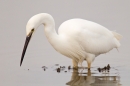 Little Egret fishing in pool 2. Feb '19.