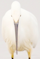 Little Egret,head down. Feb '19.