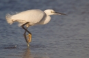 Littl Egret striding thru water. Feb '19.