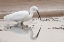 Little Egret fishing in pool 1. Feb '19.