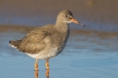 Redshank in pool. Feb '19.