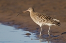 Curlew walking into pool. Feb '19.