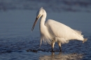 Little Egret and water droplet. Feb '19.