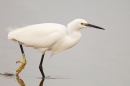 Little Egret stepping thru water. Feb '19.