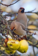 2 Waxwings on apples. Feb '19.