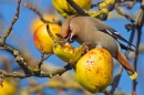 Waxwing feeding on apples. Feb '19.