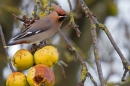 Waxwing on apples 2. Feb '19.