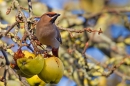 Waxwing on apples 1. Feb '19.