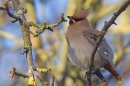 Waxwing fluffed up. Feb '19.