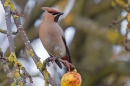 Waxwing on apple tree 4. Feb '19.