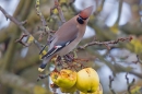 Waxwing on apple tree 3. Feb '19.