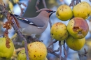 Waxwing on apple tree 2. Feb '19.