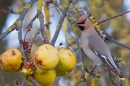 Waxwing on apple tree 1. Feb '19.