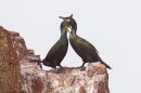 2 Shags courtship 1. Feb '19.