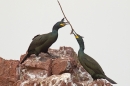 2 Shags courtship with vegetation 3. Feb '19.