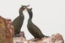 2 Shags courtship with vegetation 2. Feb '19.