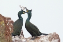 2 Shags courtship with vegetation 1. Feb '19.