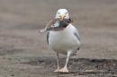 Herring Gull with fish. Feb '19.