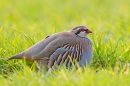 Red legged Partridge in crop 2. Mar '19.