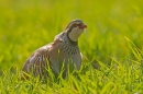 Red legged Partridge in crop 1. Mar '19.